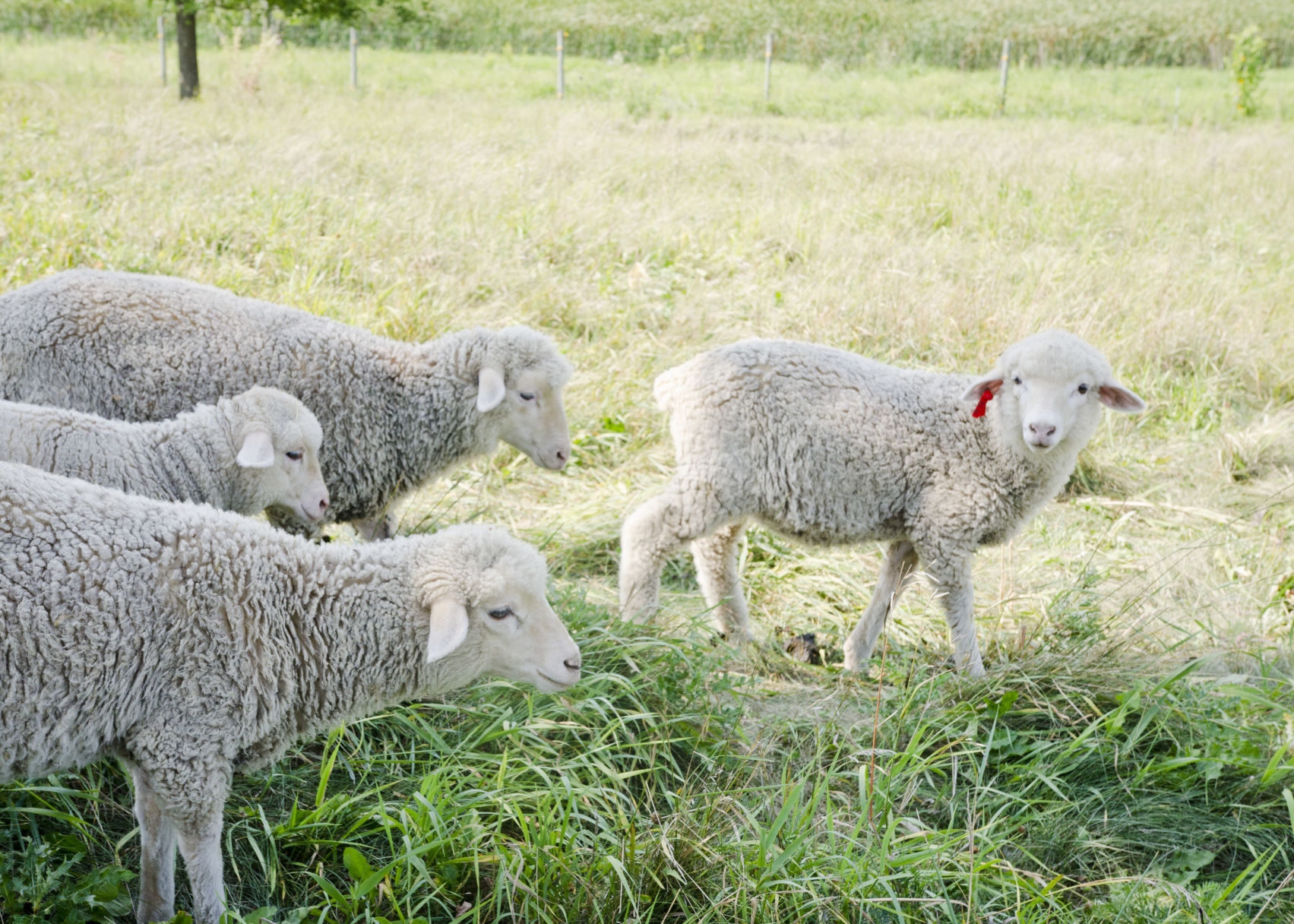 Sheep